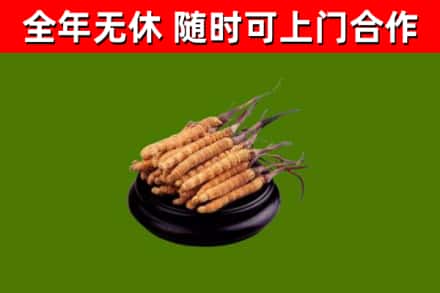 青原区回收冬虫夏草